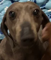 Shadow, a male Miniature Dachshund for sale in Perris, CA – 6 of 6
