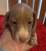 Lovey, a male Miniature Dachshund for sale in Perris, CA – Photo 4 of 8