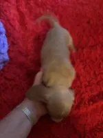 Lovey, a male Miniature Dachshund for sale in Perris, CA – Photo 3 of 8