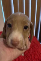 Lovey, a male Miniature Dachshund for sale in Perris, CA – Photo 1 of 8