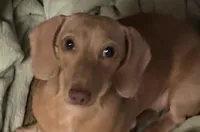 Lovey, a male Miniature Dachshund for sale in Perris, CA – Photo 5 of 8