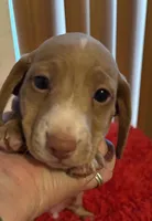 Lovey, a male Miniature Dachshund for sale in Perris, CA – Photo 2 of 8