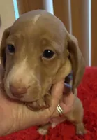 Lovey, a male Miniature Dachshund for sale in Perris, CA – Photo 6 of 8