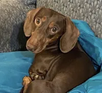 Lovey, a male Miniature Dachshund for sale in Perris, CA – Photo 7 of 8
