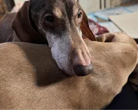 Lovey, a male Miniature Dachshund for sale in Perris, CA – Photo 8 of 8