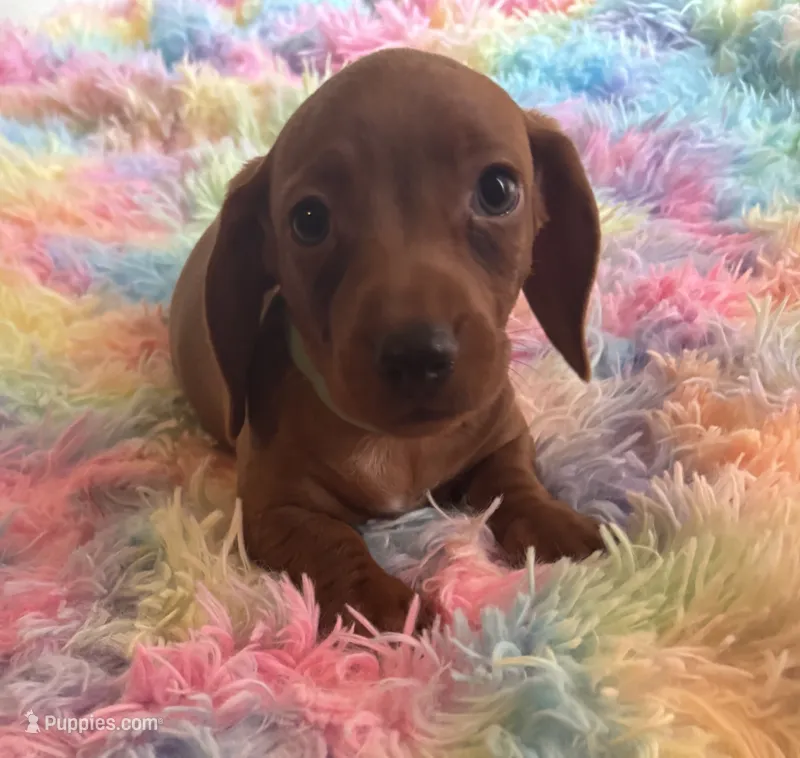 Charlie – Miniature Dachshund puppy for sale in Perris, CA