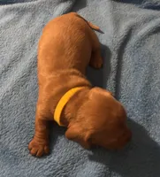 Charlie, a male Miniature Dachshund for sale in Perris, CA – 3 of 6