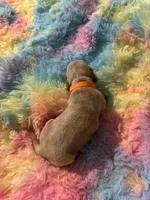 Buddy , a male Miniature Dachshund for sale in Perris, CA – 4 of 7