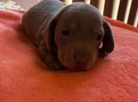 Nemo, a male Miniature Dachshund for sale in Perris, CA – 2 of 4