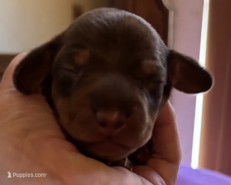 Barney, Chocolate and Tan – Miniature Dachshund puppy for sale in Perris, CA