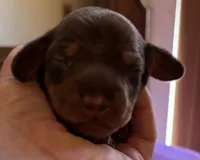 Barney, Chocolate and Tan, a male Miniature Dachshund for sale in Perris, CA – 1 of 5