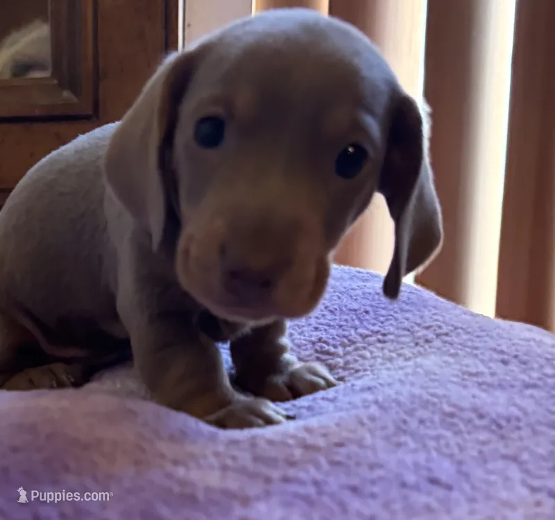 Nemo Isabella Color  – Miniature Dachshund puppy for sale in Perris, CA