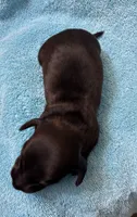 Midnight AKC , a male Miniature Dachshund for sale in Perris, CA – 3 of 5