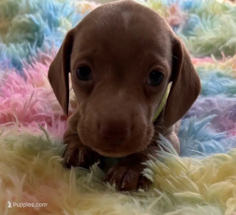 Teddy  – Miniature Dachshund puppy for sale in Perris, CA