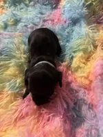 Shadow, a male Miniature Dachshund for sale in Perris, CA – 2 of 6