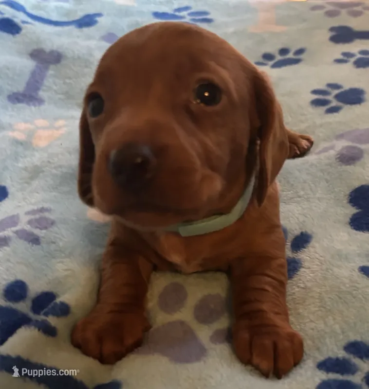Charlie – Miniature Dachshund puppy for sale in Perris, CA