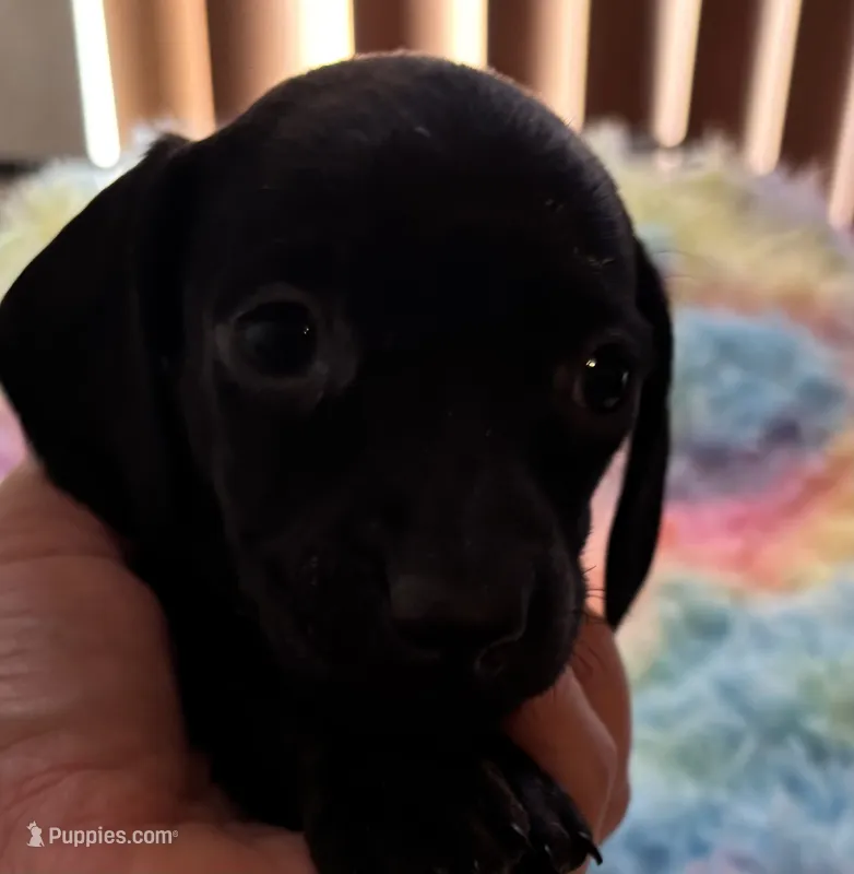 Shadow – Miniature Dachshund puppy for sale in Perris, CA