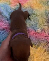 Winston , a male Miniature Dachshund for sale in Perris, CA – 6 of 9