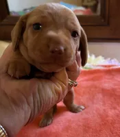 Sparky, a male Miniature Dachshund for sale in Perris, CA – 1 of 4