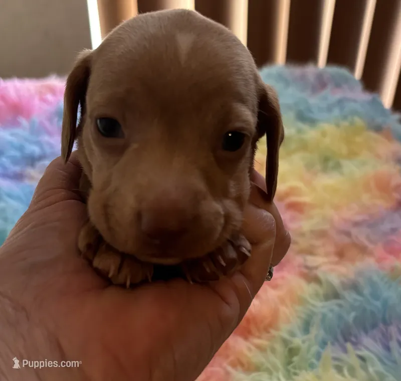 Teddy  – Miniature Dachshund puppy for sale in Perris, CA