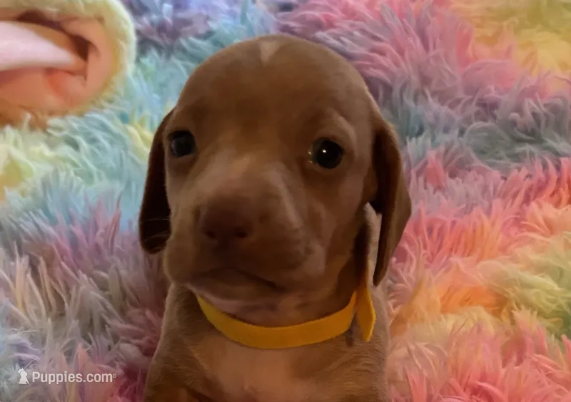 Teddy  – Miniature Dachshund puppy for sale in Perris, CA