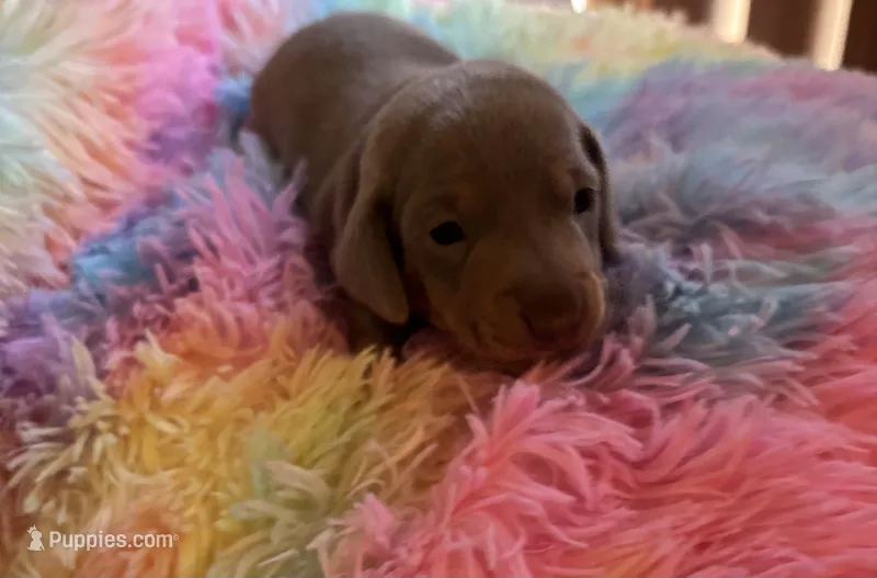 Charlie, Color is Isabella  – Miniature Dachshund puppy for sale in Perris, CA