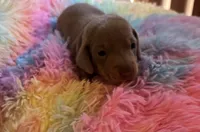 Charlie, Color is Isabella , a male Miniature Dachshund for sale in Perris, CA – 3 of 8