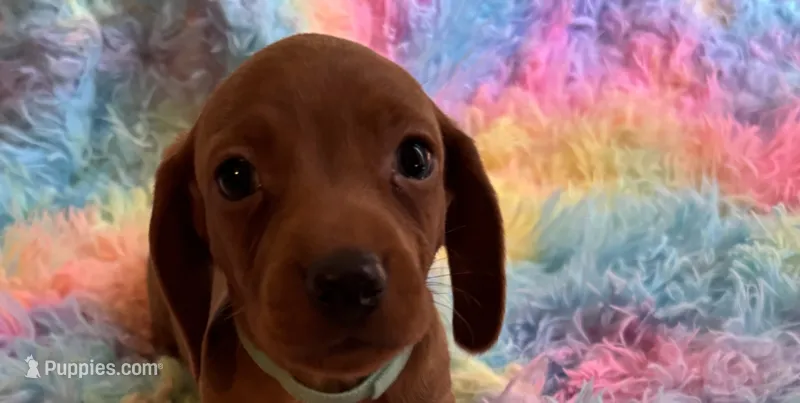 Charlie – Miniature Dachshund puppy for sale in Perris, CA
