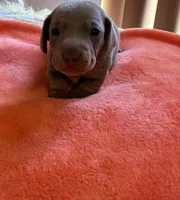 Charlie, a male Miniature Dachshund for sale in Perris, CA – 5 of 9