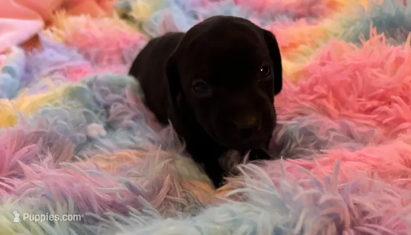 Midnight AKC  – Miniature Dachshund puppy for sale in Perris, CA