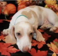 Charlie, Isabella color, a male Miniature Dachshund for sale in Perris, CA – 7 of 7