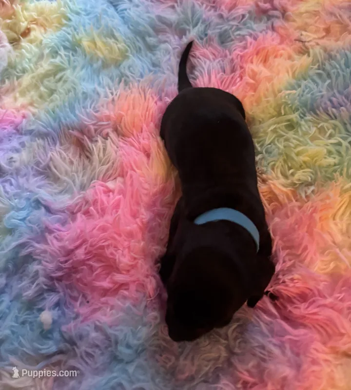 Shadow – Miniature Dachshund puppy for sale in Perris, CA