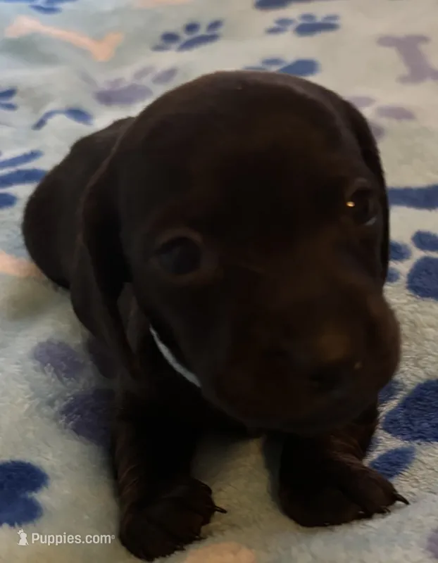 Midnight AKC  – Miniature Dachshund puppy for sale in Perris, CA