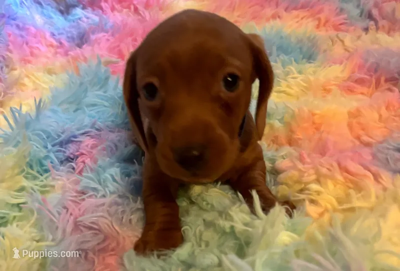 Charlie – Miniature Dachshund puppy for sale in Perris, CA
