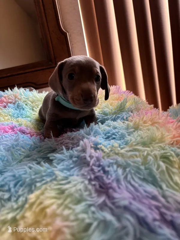 Nemo – Miniature Dachshund puppy for sale in Perris, CA