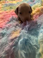 Buddy , a male Miniature Dachshund for sale in Perris, CA – 3 of 7