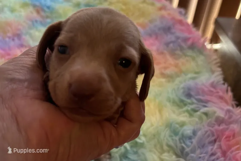 Teddy  – Miniature Dachshund puppy for sale in Perris, CA