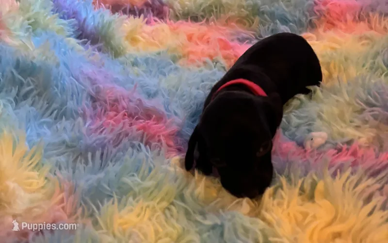 Shadow – Miniature Dachshund puppy for sale in Perris, CA