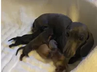 Midnight AKC , a male Miniature Dachshund for sale in Perris, CA – 4 of 5