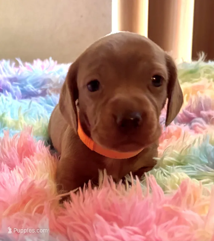 Charlie – Miniature Dachshund puppy for sale in Perris, CA