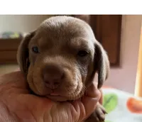 Nemo, Color is Isabella , a male Miniature Dachshund for sale in Perris, CA – 3 of 7