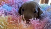 Charlie, Color is Isabella , a male Miniature Dachshund for sale in Perris, CA – 2 of 8