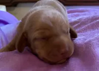 Sparky, Red , a male Miniature Dachshund for sale in Perris, CA – 2 of 4