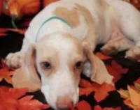 Nemo , a male Miniature Dachshund for sale in Perris, CA – 4 of 4