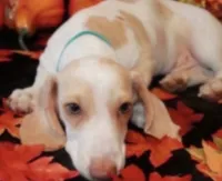 Barney, Chocolate and Tan, a male Miniature Dachshund for sale in Perris, CA – 5 of 5
