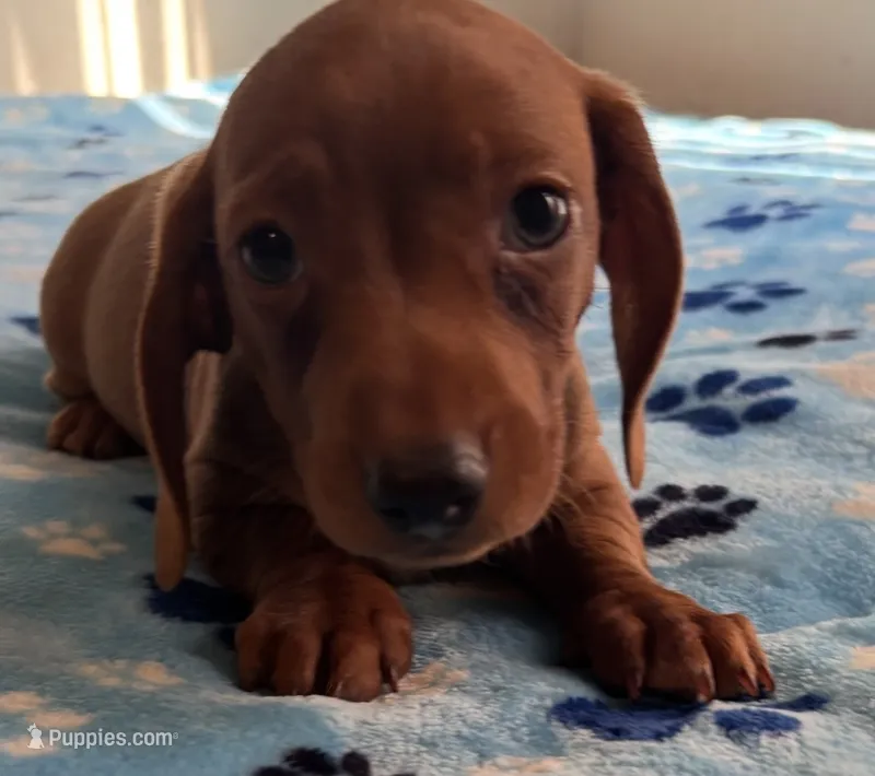 Charlie – Miniature Dachshund puppy for sale in Perris, CA