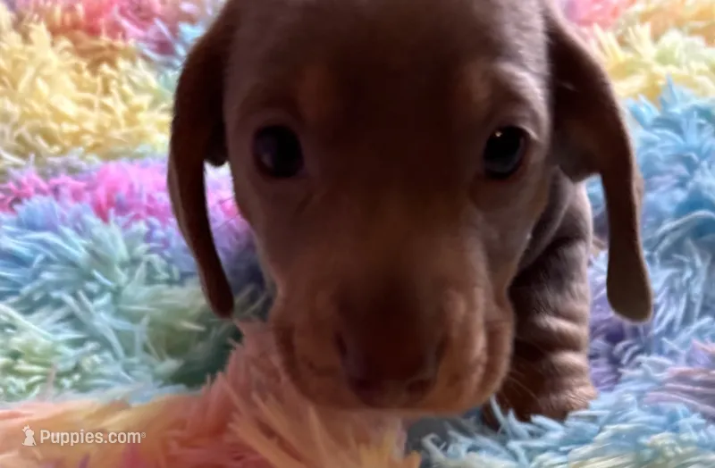 Nemo – Miniature Dachshund puppy for sale in Perris, CA