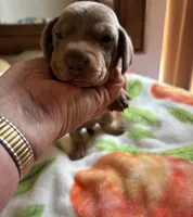 Nemo, Color is Isabella , a male Miniature Dachshund for sale in Perris, CA – 4 of 7