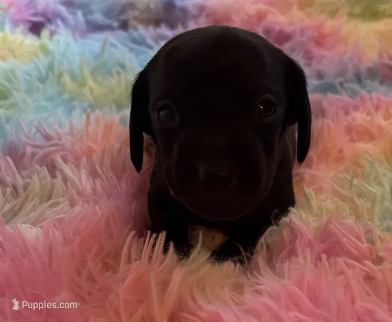 Midnight AKC  – Miniature Dachshund puppy for sale in Perris, CA