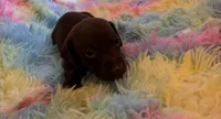 Winston , a male Miniature Dachshund for sale in Perris, CA – 4 of 9